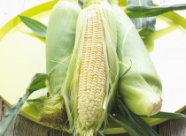 Fresh Corn bxp159789h